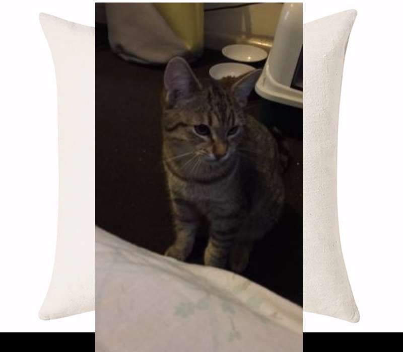 Custom Cushion Cover 50cm x 50 cm Off White