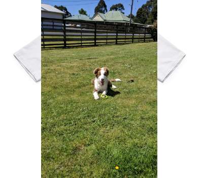 Custom AS Colour 100% Cotton White T-Shirt