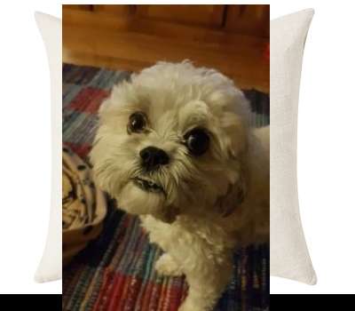 Custom Cushion Cover 50cm x 50 cm Off White